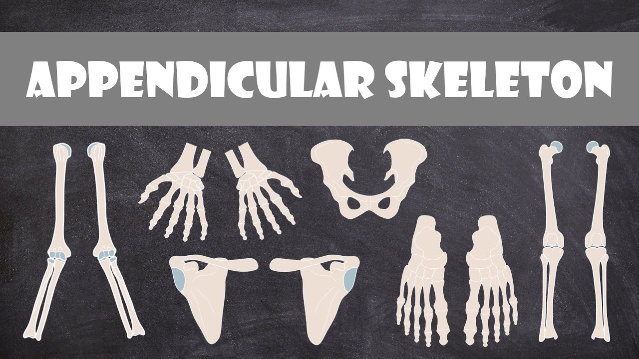appendicular-skeleton-quiz