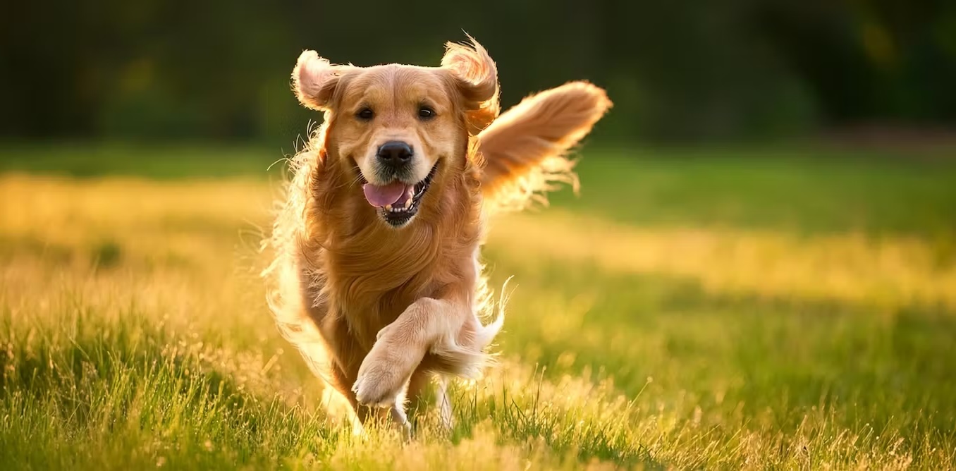 dog-trivia-quiz