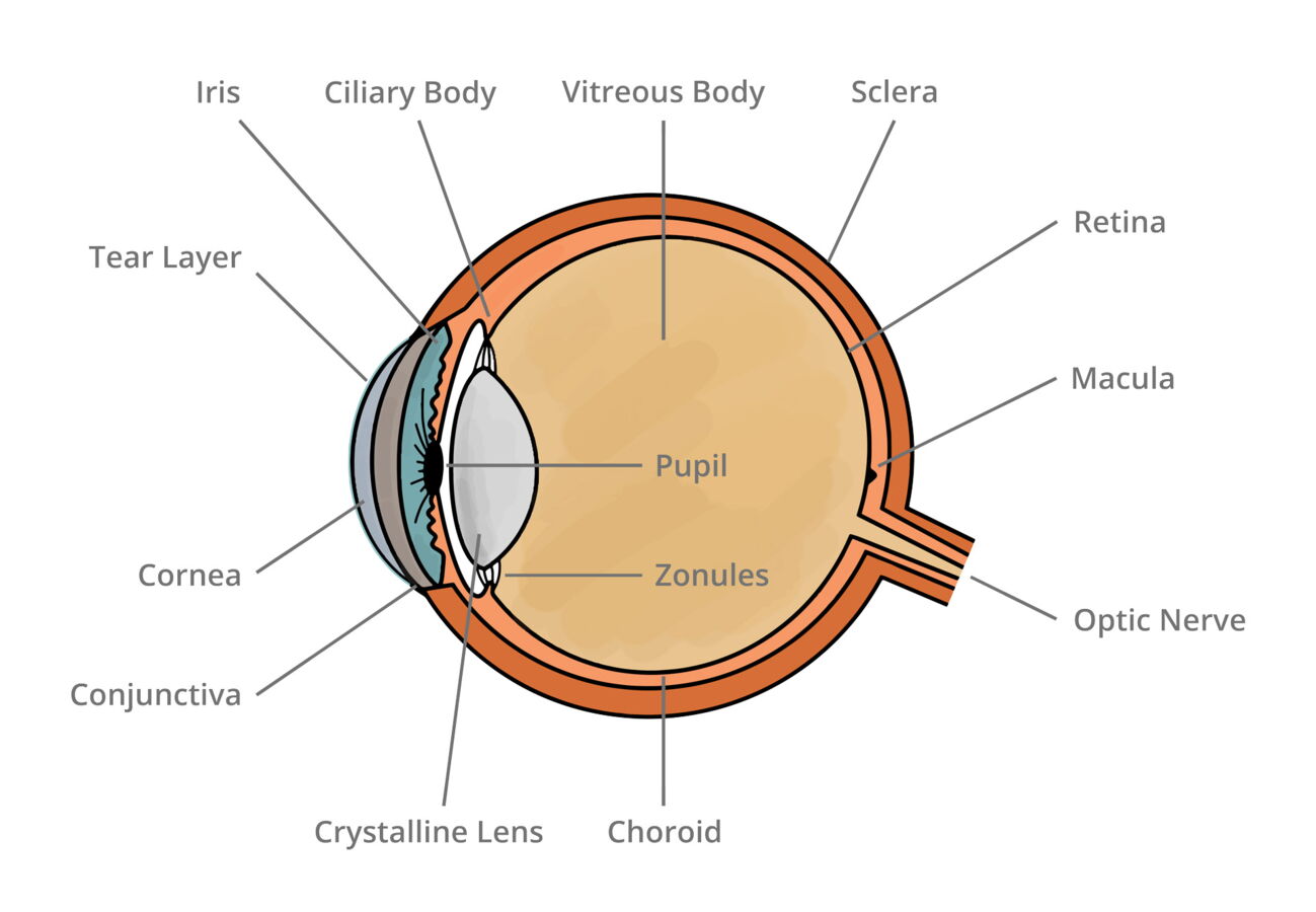 eye-anatomy-quiz