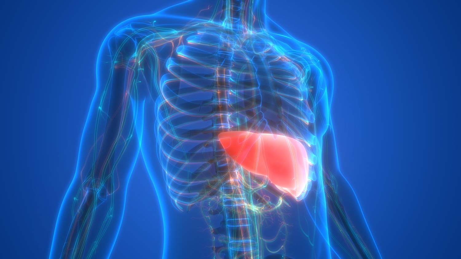 liver-anatomy-quiz