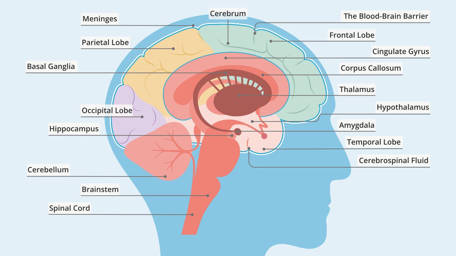 parts-of-the-brain-quiz