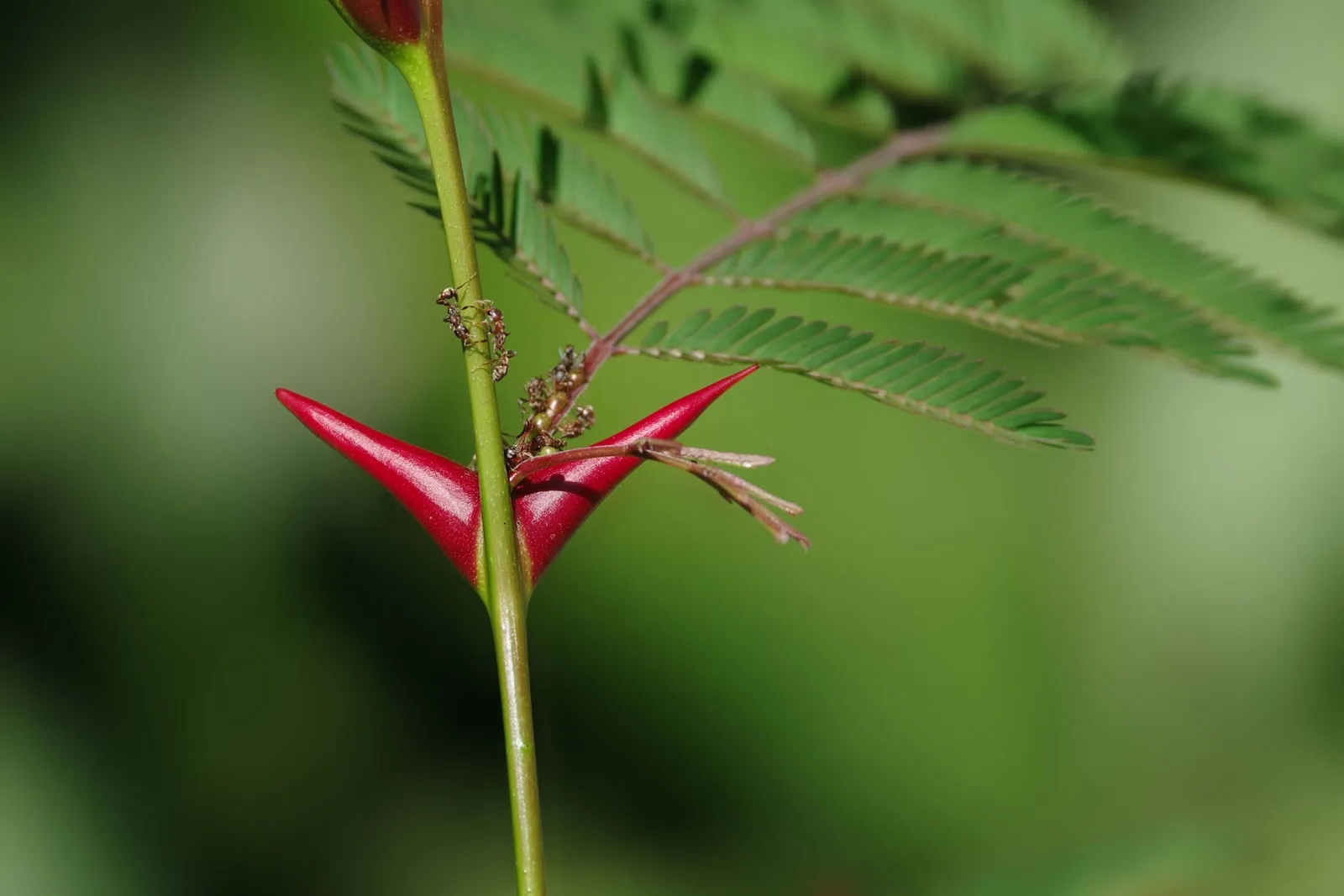 plant-defenses-quiz