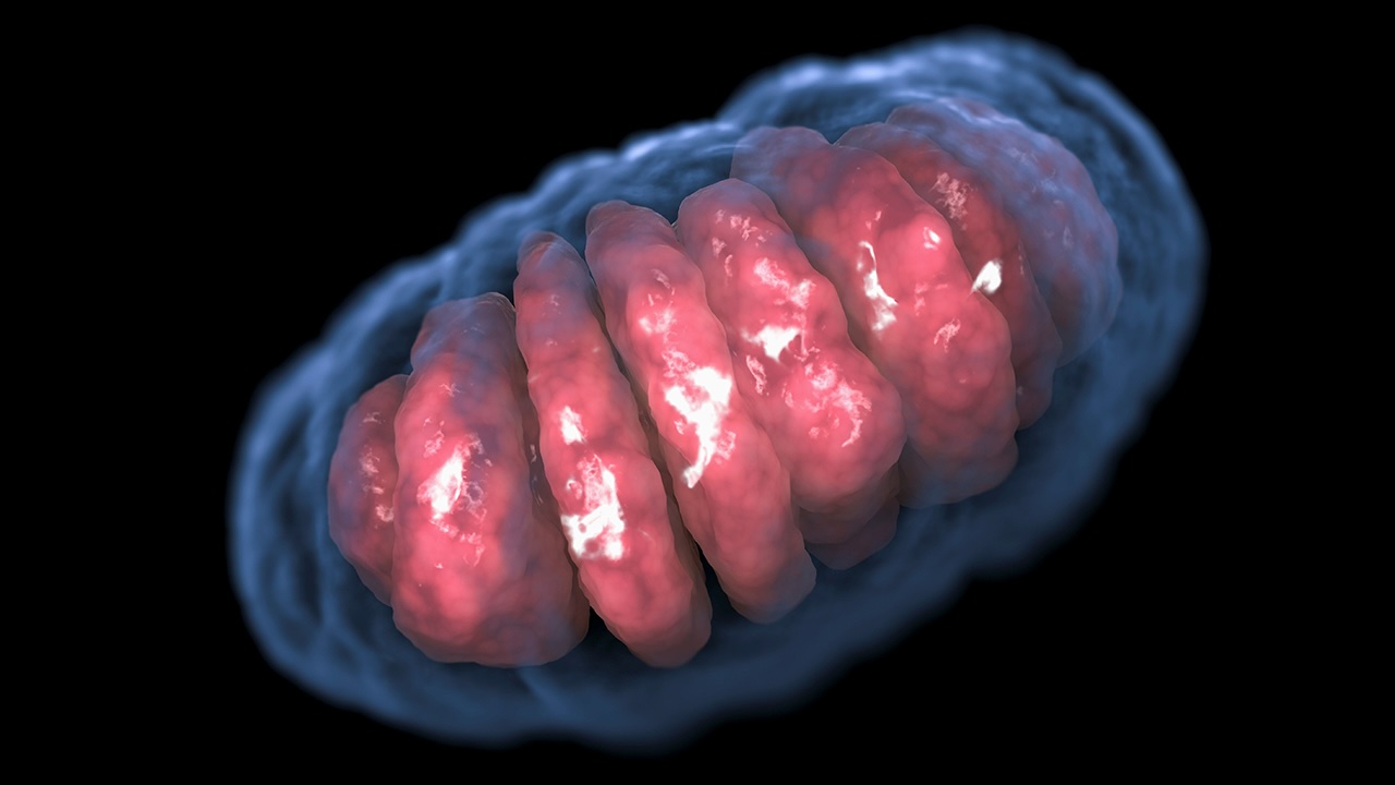 translation-in-eukaryotes-quiz